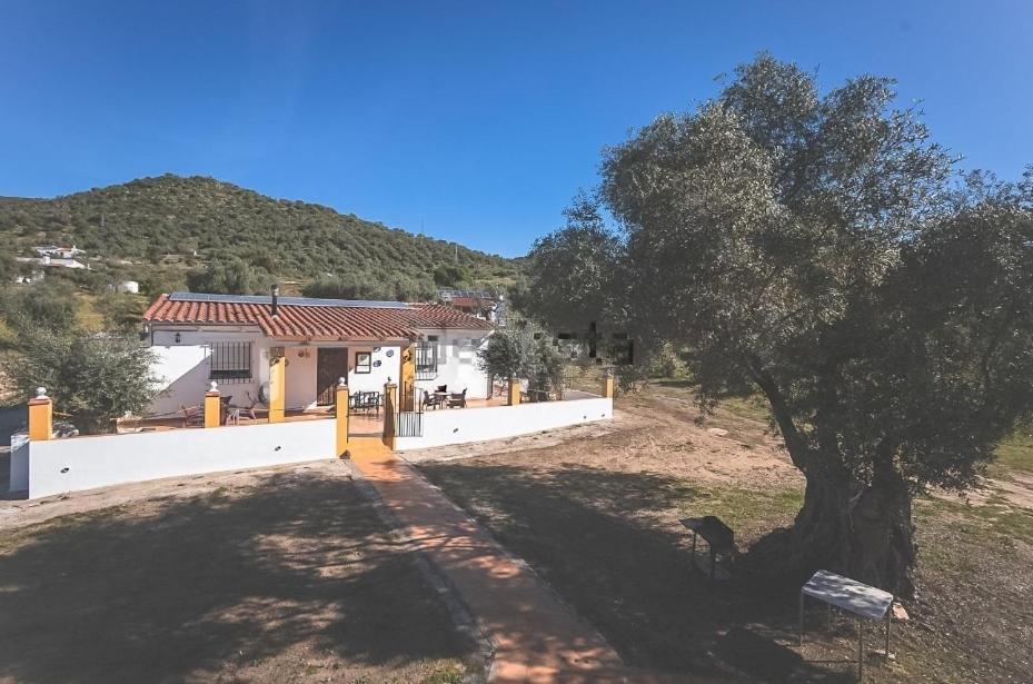 Naranjo
